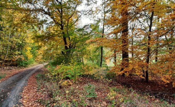Eubach - Weg nahe Kurzrocksborn