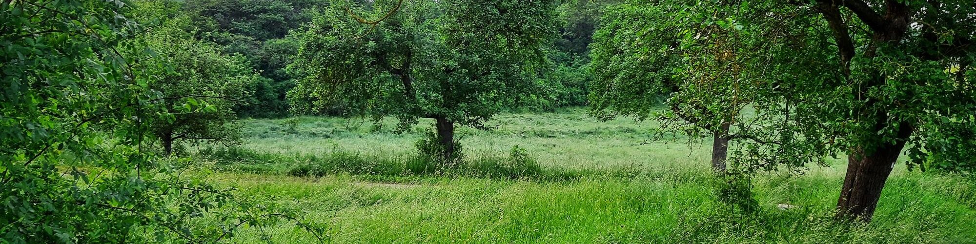 Obstbäume im Ranggrund